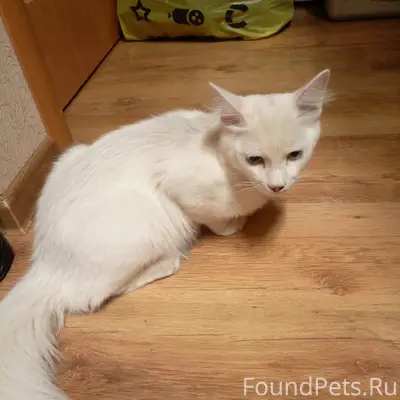 Найден кот
