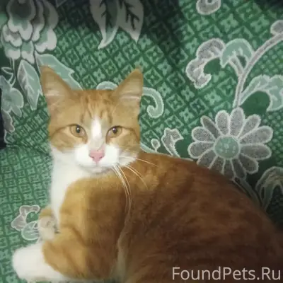 Найден рыжий кот, Архирейская