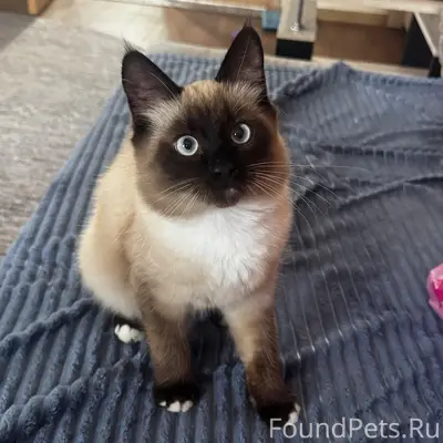 Пропал кот, свяжитесь по номеру +79042521865