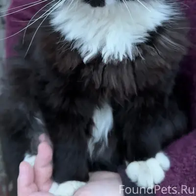 Пропал кот Маркиз