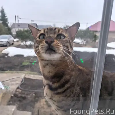 Пропал бенгальский кот, ул. Казанская