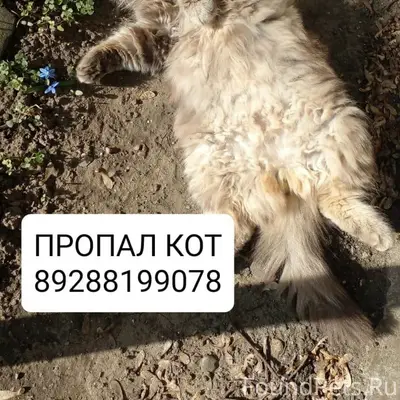 Пропал кот, серо-коричневый, Пятигорск