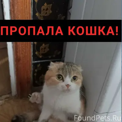 Пропала кошка Маргоша, улица Пионерская 146