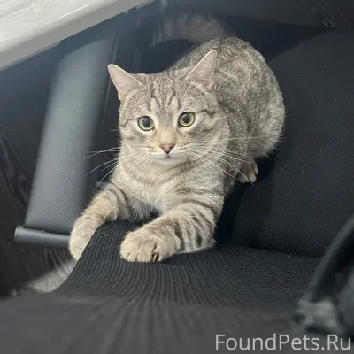 Пропал кот Барсик