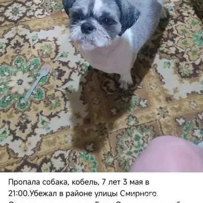 Пропал кобель Гучи, улица Смирного