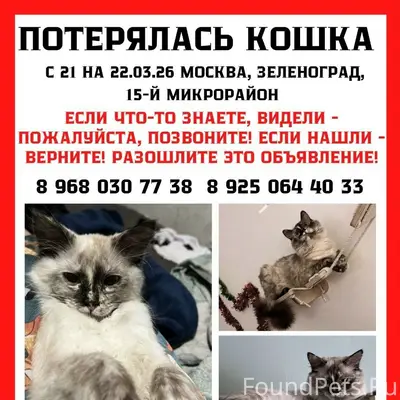 Пропала кошка, Зеленоград