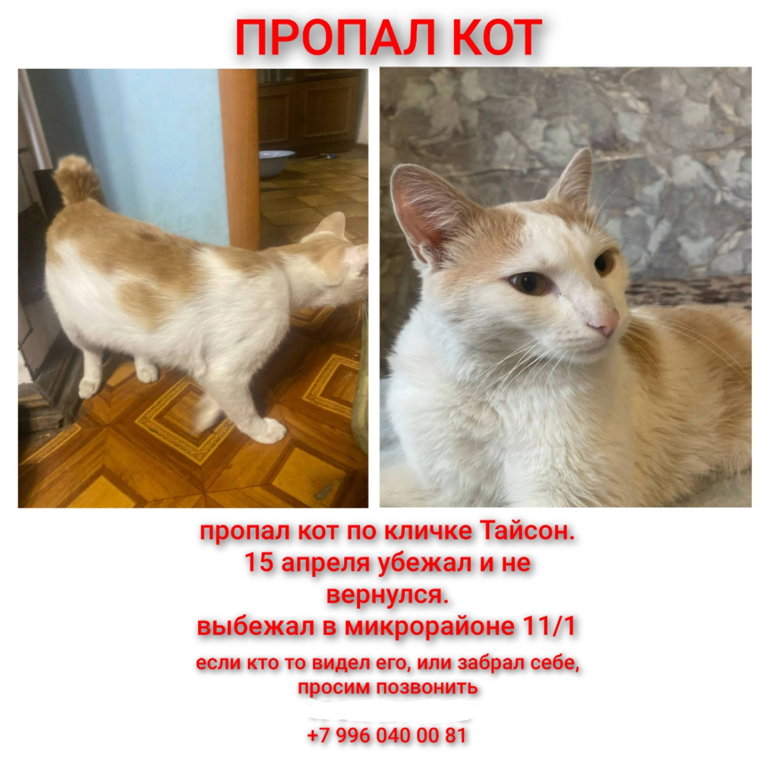 Пропал кот, микрорайон 11/1
