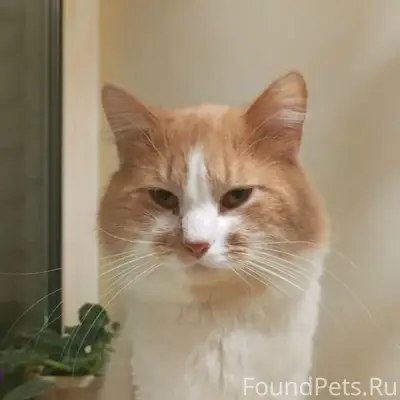Пропал рыжий кот Васька, район сельхозтехника