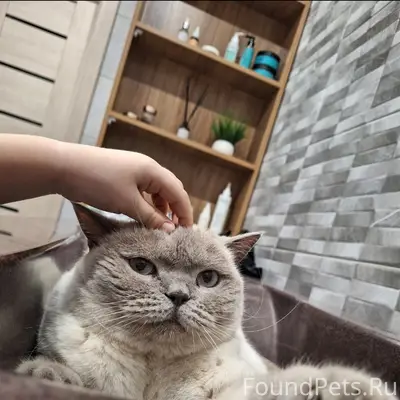 Пропала кошка, Беломестное