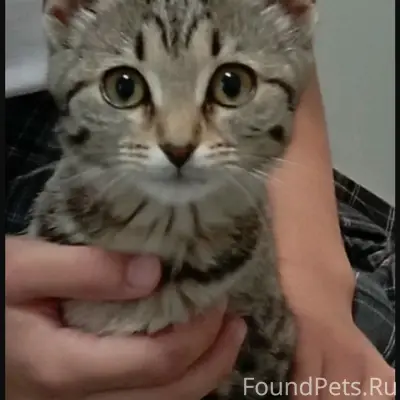 Пропала кошка, между домами Тукая 20 и 22
