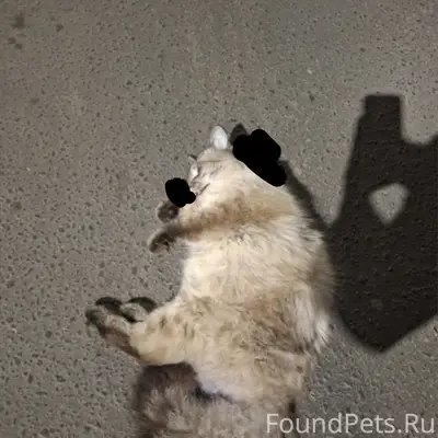 Найден кот, Богородск