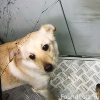 ❗️ПРОПАЛА: собака!!  Пол: Девочка Кличка: Дона  Место пропажи: Симферополь,улица балаклавская  📲 Для связи: +7978-724-54-12,+7978-191-65-03  Описание:сорвалась с поводка ещё зимой все обыскали и начали опускаться руки но тут случайно увидели в группе видео которое указанно в объявлении и поняли что это она!!видео было сняла на районе Бела куна,её видели там один раз но к сожалению она опять пропала,прошу максимальный репост возможно нам удастся её найти🙏🏻🙏🏻🙏🏻у нее появилась бирка на ухе тоесть и надежда что нужные люди увидят объявление и мы найдем её ,просим всех кто знает какую либо информацию позвонить по любому из номеров