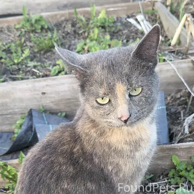 Пропал котёнок, Киржач