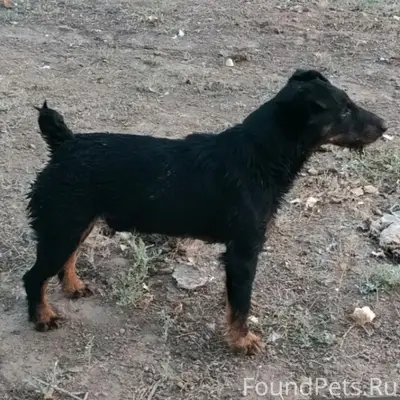 Пропал чёрный с коричневым Рой, посёлок Кирова