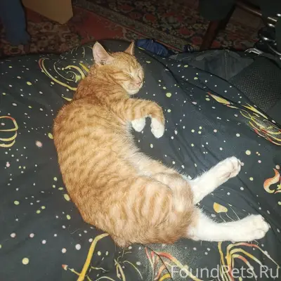 Пропал кот Рыжик