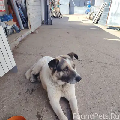 Найден пёс, Строительный рынок возле тц Русь