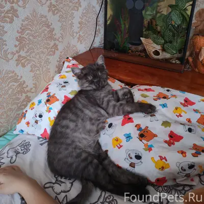 Пропал котёнок, район ул. Ленинградская 22