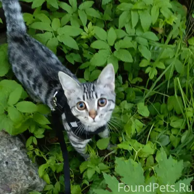 Пропала кошка Месси, улица Ленина