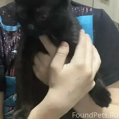 Пропал котёнок, ул. Спортивная
