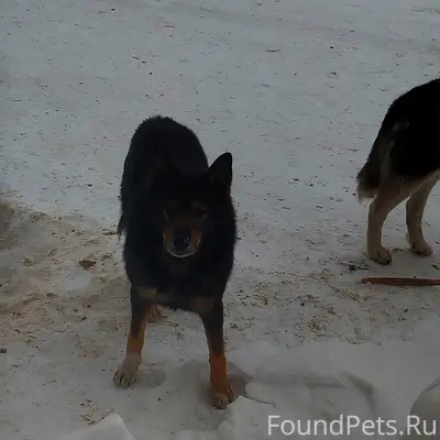 Пропал кобель, район птицефабрики
