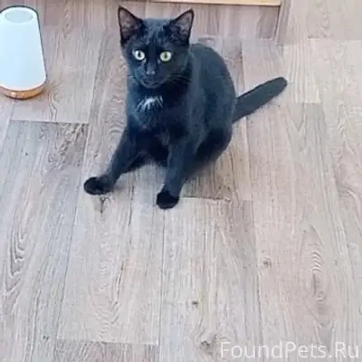 Пропала кошка, Картопья 2