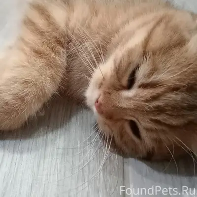 Пропал котёнок Макс, микрорайон Южный