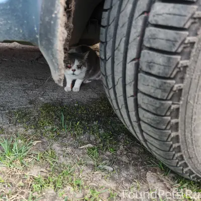 Найдена на улице кот или кошка