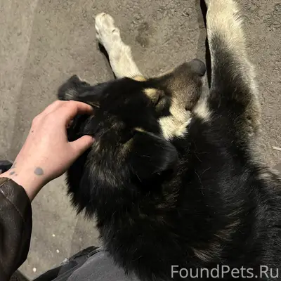 Пропала собака, ул. Землянухина 7