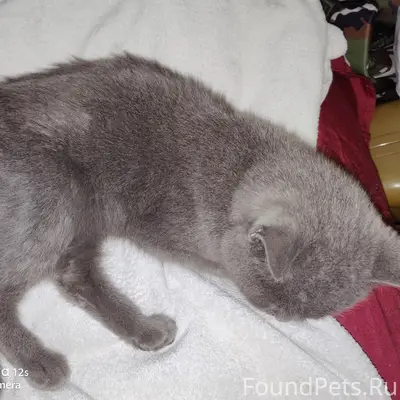 Найдена кошка, Октябрьский район