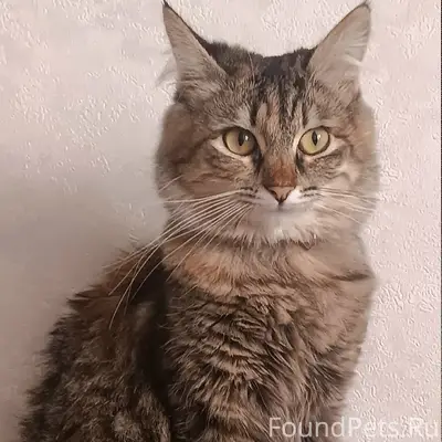 Пропала кошка Ася, район 5 шахты
