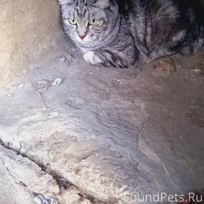 Найдена кошка/кот, Силикатный