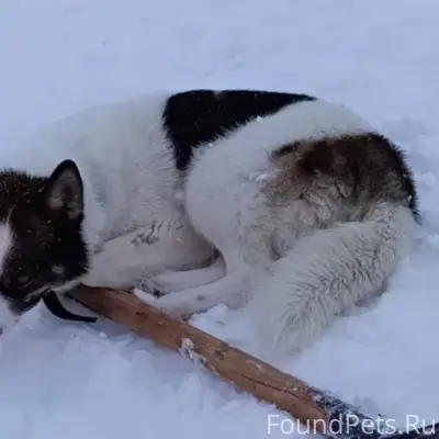 Пропала собака