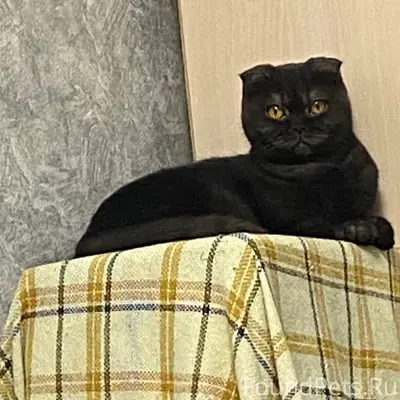 Пропала кошка Эми, район центра