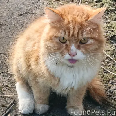 Найден рыжий кот, рядом с 13 школой