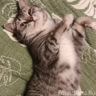 Пропала кошка, Селиваново