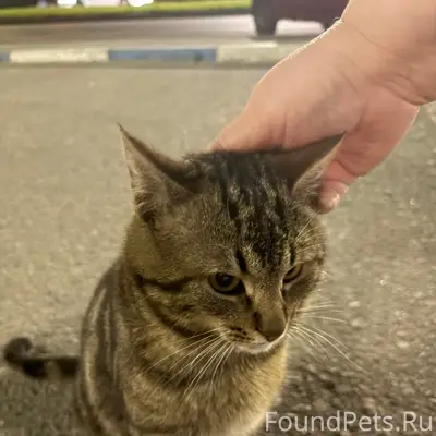 Найден кот, ул. Хрущева