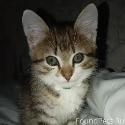 Пропал кот, улица Коневская