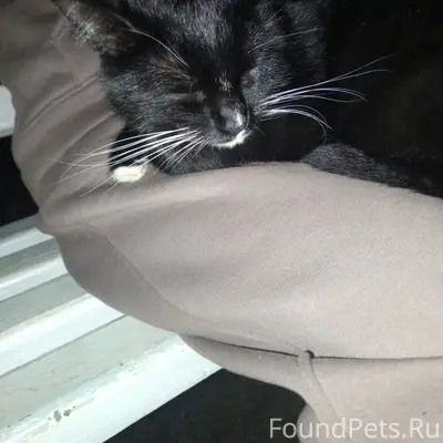Найдена кошка, Ухтинская 2