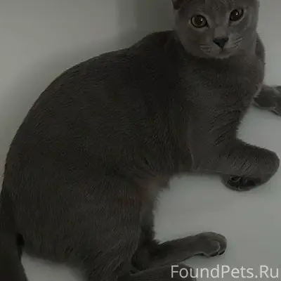 Пропал кот, район престижа