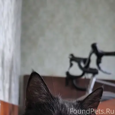 Пропала кошка Пумба, Минск