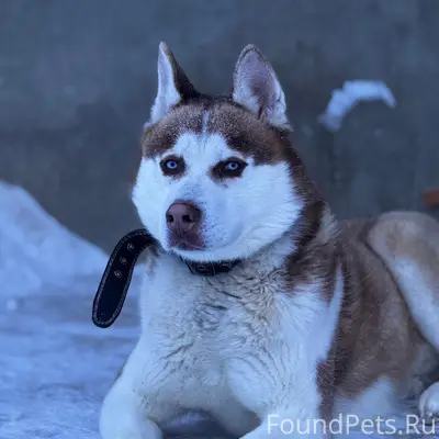 Пропал Локи, Картопья-2
