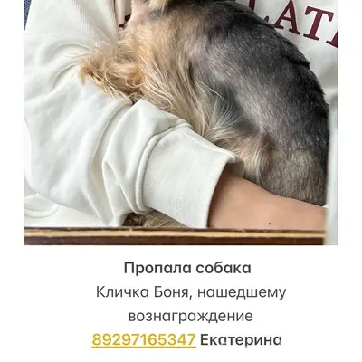 Пропала собака, п. Тракторный, ул. Орловская