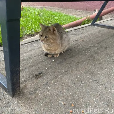 Найден уличный котик, Гагарина 8