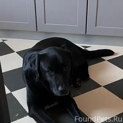 Пропала собака, Любятово