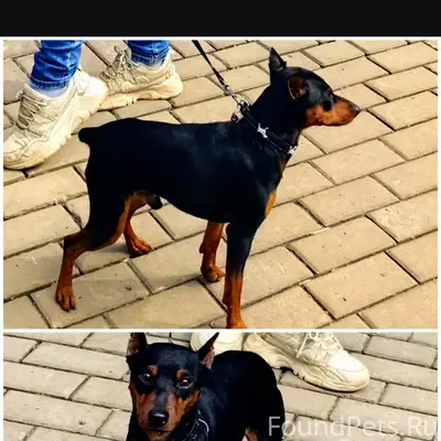 Пропала собака,