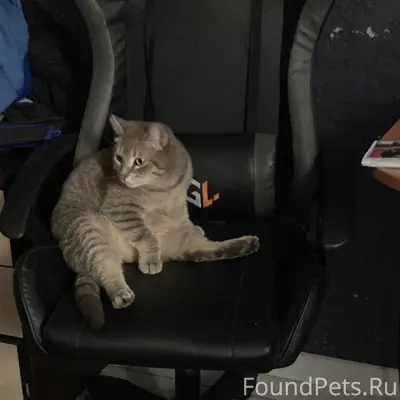 Пропал кот Китя, ул. Достоевского