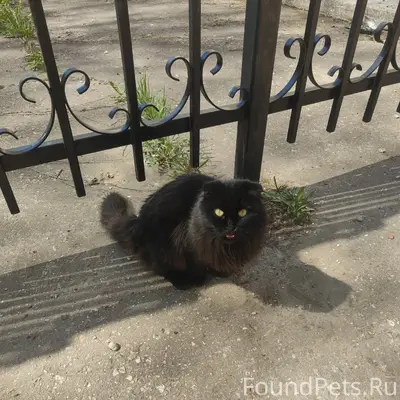 Найден кот, пос. Электроизолятор