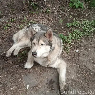 Пропала собака, район Селикатки