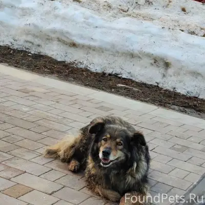 Пропала собака Люся, Союзный