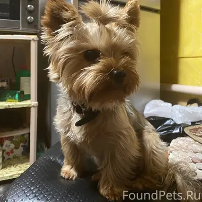 Пропала собака Бася